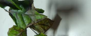 Ralstonia solanacearum is a bacterium that ideally thrives in temperatures greater than 90 degrees fahrenheit (32 degrees celsius) and requires humid conditions. How To Raise Plant Leaf Necrosis In Winter And How To Rescue It The Plant Aide