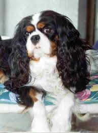 We did not find results for: Dog Canine Health Test Clinic Schedule