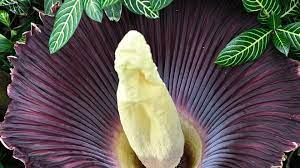 The corpse flower, also known as the amorphophallus titanum from the ancient greek words amorphos, phallus a neighbour once had the corpse flower that they waited years to see bloom. Corpse Flower On Display At Nashville Zoo In Bloom