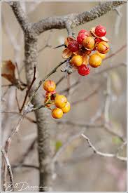 Image result for Celastraceae