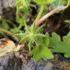 Image result for Pycreus muricatus