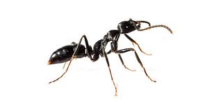 No me banco las hormigas, por favor pasame el raid. Como Matar Hormigas En Casa Control De Plagas Iluroplagasmataro