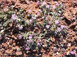 Image result for Bergia