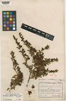 Image result for Maerua edulis
