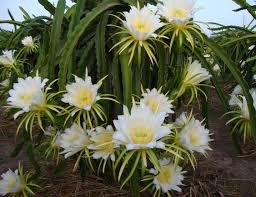 If you've got a window in your home that gets some sunshine, you can grow them. Floriferous Epiphytic Cacti The Best Flowering Specimens Unusualseeds