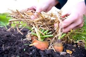 Comment Bien Preparer Son Jardin A Passer L Hiver Le Guide Facile Pour Jardiniers Culture Des Legumes Potager D Hiver Petits Jardins De Potagers
