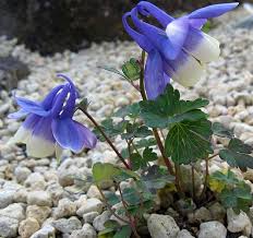 Image result for Aquilegia flabellata ministar