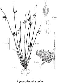 Image result for Lipocarpha micrantha