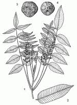 Image result for Antrocaryon nannanii