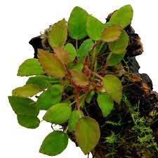 Image result for Begonia vankerckhovenii