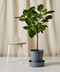 Image result for Ficus