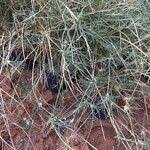 Image result for Sporobolus spicatus