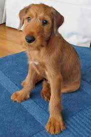 Roger The Irish Terrier Irish Terrier Irish Dog Irish Terrier Puppies