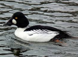 Birds Of Eastern Washington State Bird Lady Blog By Sherrie Steele