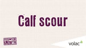 Calf Scour Feed For Growth