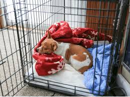Tips for cat crate training for a hassle free, enjoyable and comfortable traveling experience for you furrbaby! The Dog Trainer How To Teach Your Dog To Love His Crate Dog Trainer Quick And Dirty Tips