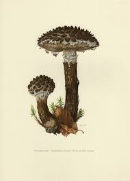 Mushroom Print Vintage Lithograph Of Old Man Of The Woods From 1964 By Ojiochaprints On Etsy Botanical Art Nature Drawing Plant Art