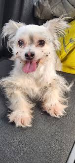 Special Promotion starting...... So many really good dogs and cats there  waiting for you at Brandywine Valley SPCA