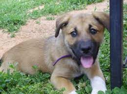 This very special dog is 3 years old and weighs 35 pounds pounds. Golden Retriever Labrador German Shepherd Mix Puppies