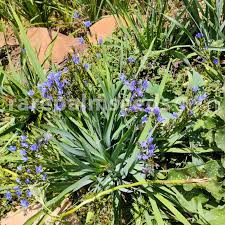 Image result for Aristea angolensis