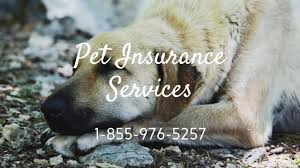 If you don't use pet insurance, what do you do instead to plan for your pup? Pet Insurance East Nassau Ny Best Pet Health Insurance Reviews Youtube