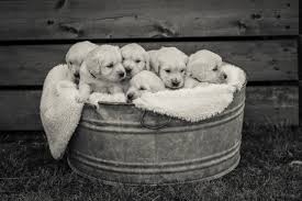 Before you bring home a new golden retriever puppy, there's a lot to evaluate. Denzil S Goldens Akc Golden Retrievers For Your Family