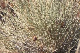 Image result for Orthanthera