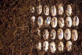 How many bars of chocolate are there in the shop. Big Business In Alligator Egg Poaching Feature Florida Trend