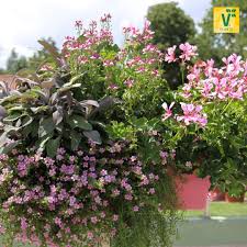 Bepflanzte Balkonkasten Bringen Den Sommer In Die Stadt Sutera Baristo Efeugeranie Grandeur Butterfly Pink Purpur Balkonkasten Garten Anlegen Geranien