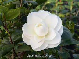 Camellia Camellia Plant Camellia Plants
