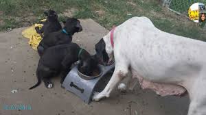 Skinny, Pregnant Dog Surrendered by Owner Lives to Care for Her Pups, thanks to iHeartDogs Customers