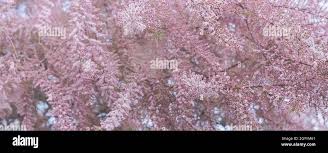 Image result for Strombosiopsis tetrandra