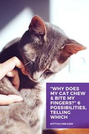 How to solve behavior problems. 34 Best Cat Training Tips Ideas Cat Training Cats Cat Problems