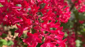 Flowers are us proudly serves monmouth and the surrounding areas. Thrips Thysanoptera Thripidae Nursery Management