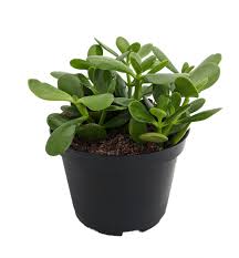 We did not find results for: Jade Plant Crassula Ovata Easy To Grow 6 Pot Live Plant Walmart Com Walmart Com