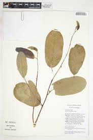 Image result for Annickia lebrunii