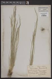 Image result for Agrostis continuata