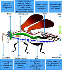 When you have a pest control problem you need it solved right now! Insect Pest Proteomics And Its Potential Application In Pest Control Management Springerlink