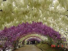 Kawachi Fuji Garden S Wisteria Tunnel With Images Wisteria Tunnel Most Beautiful Gardens Wisteria Garden