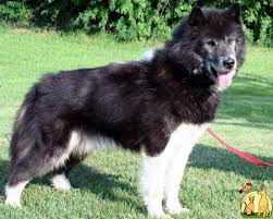 eskimosskaya lajka ssha