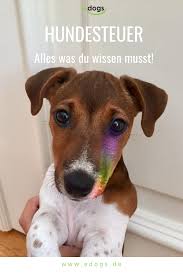 Hundesteuer Was Du Alles Wissen Musst Hunde Hundesteuer Tierheim Hunde