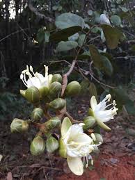 Image result for Hymenaea