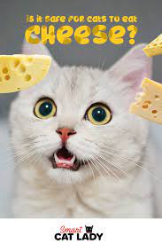 Is It Safe For Cats To Eat Cheese Cats Cat Facts Kitten Treats