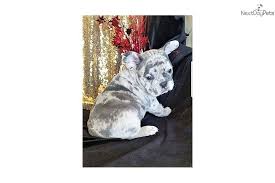 Professional and reputable english & french bulldog breeders since 1998 proudly presents our most recent litter of french bulldog puppies. Lil Ace French Bulldog Puppy For Sale Near Houston Texas 91b87c4f 6f41 French Bulldog For Sale Bulldog Puppies For Sale Bulldog Puppies