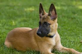 foto malinois welpe auf wiese bild 927108
