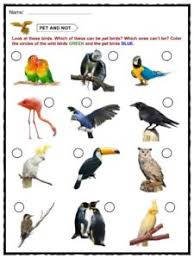 Bird Facts Worksheets Habitat Diet Information For Kids