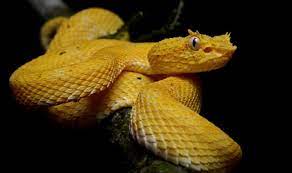 Update 3/6/13, so many additional stories and locations about this snake have popped up that i stopped bothering to update the post, but recently many have claimed the snake was from texas. Not Even Snake Island Is A True Safe Haven For Rare Vipers