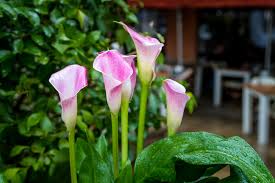 Throughout the summer, delicate branching stems bear their yellow blooms from spring until winter. Espoma Bulbs To Plant Now For Late Summer Color Espoma