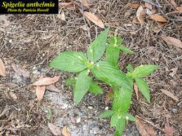 Image result for Spigelia anthelmia