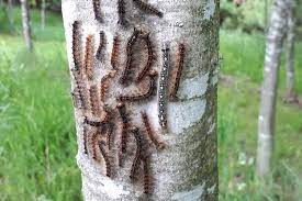 Unfortunately It S A Banner Year For Gypsy Moth Caterpillars Orillia News